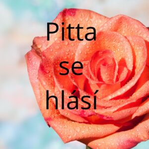 Záznam on-line školení 3.6. 2026 - PITTA SE HLÁSÍ